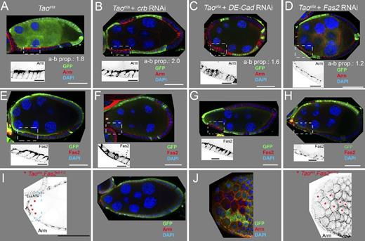 Figure 2. Morphogenesis defects in Tao mutant cells are mediated by Fas2 overaccumulation. (A–I) Stage 9 egg chambers. Insets show enlarged areas of the region marked by the white frames. (A–H) Egg chambers with Tao mutant clones marked by the absence of GFP and stained for Arm (A–D) or Fas2 (E–H). The indicated apical–basal length proportions (a-b prop.; see also Fig. S4) is the mean value obtained in at least three different asymmetric clones. A and E show Tao clones in a wild-type background, and B, C, and F–H show clones in follicles in which crb, DE-cadherin (DE-Cad), and Fas2 are knocked down using GR1-Gal4–driven UAS-inverted repeat transgenes. (B and F) crb knockdown neither suppresses the stretching defects nor the overaccumulation of Arm and Fas2 in Tao clones. (C and G) DE-cadherin knockdown results in defects in egg chamber morphology and mislocalization of Arm, which are explained by defects in zonula adherens formation. Fas2 accumulates at the lateral membrane of Tao mutant cells, which fail to stretch. (D and H) Fas2 knockdown suppresses the stretching defects in Tao mutant cells, and Arm accumulation reverts to normal levels. Note that the residual Fas2 protein is detectable, indicating that the knockdown is not complete (inset in H). (I and J) Follicles with cell clones doubly mutant for Tao and Fas2 stained for Arm protein. Images to the right of I and J show the Arm channel alone. Mutant cells are marked by red asterisks and reveal no stretching defects. J (left) shows an optical confocal section at the level of the zonula adherens, revealing the onset of stretching in the anterior-most cells. Arm overaccumulation is suppressed. Eight double mutant clones were obtained in total, two of them were in an asymmetric position (not depicted), allowing the calculation of the apical–basal length proportion with a value of 1.1. Blue dotted lines mark the border of the Tao mutant clones. Processing of the images involved adjustment of γ settings. Bars: (white) 50 µm; (black) 12.5 µm.
