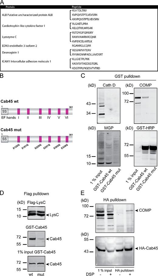 Figure 5. Cab45 binds secretory cargo. (A) GST and GST Cab45 expressed in E. coli were purified on GST beads. The respective preparations of beads were incubated with HeLa cell lysate for 4 h at 4°C, washed extensively, and finally incubated with SDS-PAGE sample buffer to release the bound proteins, which were then analyzed by SDS-PAGE. Gels were stained with Coomassie blue, and protein bands were excised and analyzed by mass spectrometry. The full list of identified proteins is shown in Table S1. This pool contained several proteins that are secreted or transported to the plasma membranes and are shown here. (B) Schematic presentation of Cab45 wt and the amino acids mutated in the EF hand domains of Cab45 mutant. (C) Recombinant purified GST-Cab45 wt or GST-Cab45 mutant bound to glutathione Sepharose beads were incubated with HeLa cell lysates. Beads were washed extensively and then incubated with SDS-PAGE sample buffer to elute the bound proteins, which were Western blotted with antibodies to Cathepsin D, COMP, MGP, and GST. (D) Cells expressing Flag-LysC were lysed and incubated with anti-Flag beads for 1 h at 4°C. Beads were then incubated with recombinant GST-Cab45 wt or GST Cab45 mutant. Bound proteins were eluted with SDS-PAGE sample buffer and Western blotted with anti-GST and anti-Flag antibodies. (E) HeLa cells stably expressing HA-Cab45 wt were incubated with PBS-DMSO or 1 mM PBS-DSP for 30 min at room temperature. The reaction was terminated and the HA-tagged Cab45 was immunoprecipitated and analyzed by Western blotting with antibodies against HA and COMP.