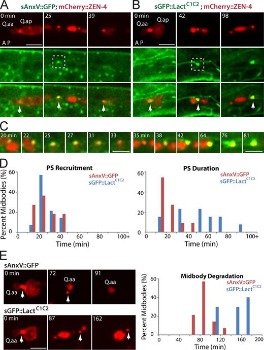 Figure 3. The recruitment and effect of PS markers to the Q cell midbody. (A and B) Still images of sAnxV::GFP (A) and sGFP::LactC1C2 (B) on the Q cell midbody. mCherry labels the Q cell midbody/ZEN-4 (top), and GFP marks PS (middle). Arrows show the midbody. A, anterior; P, posterior. (C) Enlarged time-lapse views of the dotted boxes (left, 25 min; right, 80 min) in which sAnxV::GFP or sGFP::LactC1C2 was recruited onto the midbody. (D and E) Quantifications of the time for PS recruitment (D) and duration (E) on the Q cell midbody. n = 10–15 from a single experiment. (E) Still images (left) show midbody degradation in the presence of sAnxV::GFP (top) or sGFP::LactC1C2 (bottom). sGFP::LactC1C2 overexpression caused a delay of midbody degradation. Arrows show the midbody. Quantifications are given on the right. Statistic analysis is shown in Fig. S3. Bars: (A and B) 5 µm; (C) 2.5 µm.