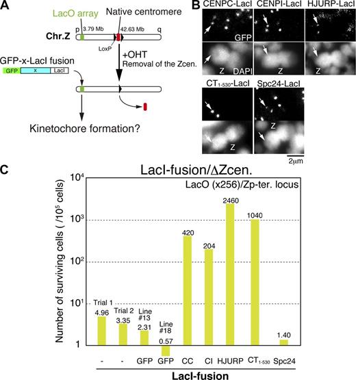 Figure 1. Ectopic localization of CCAN proteins causes efficient kinetochore formation at a noncentromere locus. (A) An experimental design to examine kinetochore formation at a noncentromeric locus after removal of endogenous centromere of chromosome Z. The 256 copies of LacO repeats are integrated on the 3.79-Mb locus of chromosome Z in DT40 cells (LacO locus). GFP/LacI double fusion constructs with multiple different proteins (X) were expressed in cells with the LacO locus. The endogenous centromere of chromosome Z was removed by activation of Cre-recombinase (OHT addition). After removal of endogenous centromere, surviving clones were isolated. Surviving cells are expected to have an ectopic kinetochore at the LacO locus on chromosome Z. Experimental timeline is shown in Fig. S1. (B) Localization of GFP/LacI double fusion with multiple different proteins at the LacO locus before removal of endogenous centromere. Arrows show the LacO locus. All tested fusion proteins localize into the LacO locus. Z, Z chromosome. (C) The survival rate of cells after removal of endogenous centromere of chromosome Z in each assay. The survival rate was increased in cells expressing LacI fusion to CENP-C (CC), CENP-I (CI), HJURP, or CENP-T N terminus (CT1–530), compared with that of cells expressing GFP-LacI or lacking LacI fusion protein. The survival rate was not increased in cells expressing LacI-Spc24. The assay was completed once for each experiment except for CENP-C fusion. In the case of CENP-C, the assay was done twice.