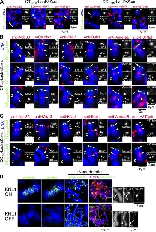 Figure 6. The CPC and KNL1 are recruited into the CENP-T or CENP-C N terminus–derived kinetochores. (A) Localization of Aurora B, Survivin, and phosphorylated T3 of histone H3 (H3T3ph) at the LacO locus in CT1–530-LacI/ΔZcen or CC1–643-LacI/ΔZcen cells. Each protein is shown in red and CENP-T–LacI or CENP-C–LacI signals are shown in green. Aurora B, Survivin, and H3T3ph are detected in the inner centromere between sister kinetochores induced by both CENP-T and CENP-C N termini at the LacO locus. An antibody against H3T3ph was provided by H. Kimura (Osaka University, Osaka, Japan). (B) Localization of Ndc80, Nsl1, KNL1, Bub1, Aurora B, and H3T3ph at the LacO locus in cells expressing LacI fusion with CENP-T (1–530) (top), CENP-T (1–120) (middle), or CENP-T (90–530) (bottom). Each tested protein is shown in red. CENP-T derivatives are shown in green at the LacO locus. Data were summarized in Fig. S5 E. Z, Z chromosome. (C) Localization of Ndc80, Mis12, KNL1, Bub1, Aurora B, and H3T3ph at the LacO locus in cells expressing LacI fusion with CENP-C (1–643) (top) or CENP-C (74–643) (bottom). Each tested protein is shown in red. CENP-C derivatives are shown in green at the LacO locus. Arrows indicate the position of the LacO sequence. Data are summarized in Fig. S5 F. (D) Localization of Bub1, Aurora B, or H3T3ph in KNL1-deficient DT40 cells (bottom, KNL1 OFF). Top panels show localization of Bub1, Aurora B, or H3T3ph in DT40 cells expressing KNL1 (KNL1 ON). Bub1 localization was abolished in KNL1 OFF cells (bottom). Whereas Aurora B and H3T3ph signals were concentrated on inner centromere in KNL1 ON cells, these signals were diffused along chromosome axis in KNL1 OFF cells. Arrows indicate the position of the centromere.