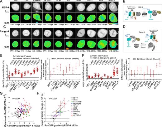 Figure 1. Cell-specific diversity of mitotic RanGTP and cargo gradients. (A and C) Mitotic RanGTP gradients detected with RBP-4 (A) and cargo gradients detected with Rango-4 (C) by FLIM in different cells. The top rows show the donor intensity Idonor, and bottom rows show the pseudocolor FLIM images. The range of the displayed τdonor values is indicated beneath the FLIM images. (B and D) Schematic of RBP-4 (B) and Rango-4 (D). (E and F, left) Scatter plots of the mitotic RanGTP gradients (E) and the cargo gradients (F) quantified as the difference between the cytoplasmic and chromatin E (ΔE; single-cell data, means ± SD). For each sensor and cell type, the gradients were compared by ANOVA/Dunnett with background gradient detected using an inactive FRET sensor (Fig. S1, E and F). Adjusted p-values for the difference between mean gradients and background gradient are shown above the scatter plots. (E and F, right) Dunnett’s test 99% confidence intervals for the difference between mean gradients and background gradient. (G and H) Regression analysis of the RanGTP gradient and cytoplasmic RanGTP levels (G) and of the RanGTP and cargo gradients (H; means ± SD). Dotted lines show linear regression slope ± 99% confidence band. Bars, 10 µm.