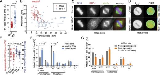 Figure 3. Mitotic RanGTP gradient promotes rapid spindle assembly during PM. (A and B) Time-lapse imaging of untreated cells was used to measure the duration of mitotic phases (see also Fig. S3 A). (A) Scatter plot of PM/total mitosis time in HeLa and HFF-1 cells (single-cell data, means ± SD, t test). (B) Linear regression of the PM versus metaphase time in HeLa and HFF-1 cells. Best-fit regression lines and the corresponding p-values of the fits are indicated. (C) RCC1 IF in control or NRMT RNAi-treated HeLa cells. (D) Rango-4 donor intensity (Idonor) and FLIM images of control or NRMT RNAi-treated HeLa cells. (E) Scatter plot of mitotic cargo gradients and mean cellular Rango-4 E. Single-cell data, means ± SD, t test. (F and G) The fraction of mitotic cells in PM, metaphase, anaphase, and telophase (A-T) detected by IF in NRMT or control RNAi-treated HeLa cells (F) and in HFF-1 cells expressing or not expressing S2K RCC1α-mCherry (G). CD, chromosome congression defect; LC, lagging chromosomes; 2P, two poles or asters; >2P, multipolar spindles and asters. Means ± SD, ANOVA/Bonferroni test; n = 4 in F and n = 3 in G. Only significant changes are indicated. Bars, 10 µm.