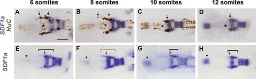 Figure 1. TgSNs follow a dynamic SDF1a expression domain. (A–D) SDF1a (blue) and HuC (brown, TgSNs indicated by black arrows) mRNA distribution in 6-, 8-, 10-, and 12-somite-stage embryos. TgSNs are initially distributed along the anterior–posterior axis (A). They gradually move posterior (B) until they assemble in tight bilateral clusters lateral and posterior to the MHB (asterisks in A–D) by the 10-somite stage (C) and cease migration (D). SDF1a mRNA-expressing cells were often found in close association with migrating TgSNs (arrow in B), but SDF1a mRNA in this region was never detected further anterior than the anterior-most TgSN (arrowhead in B). (D–G) 6-, 8-, 10-, and 12-somite-stage embryos stained for SDF1a mRNA only so that TgSNs do not obscure the SDF1a expression domain. Shown is the dynamic SDF1a expression domain (bracket in E–H) that delineates the TgSN migration route. In relation to the anterior border of rhombomere 2 (red arrow in E–H), the anterior border of the SDF1a expression domain gradually shifted posteriorly (F and G) to come to lie posterior to the ganglion assembly site by the 10- and 12-somite stages (G and H). Arrowheads in E–H denote SDF1a mRNA expression at the site of the future olfactory placode, a location to which trigeminal sensory neurons are not normally attracted. Dorsal view, anterior to the left. See also Fig. S1. Bar, 100 µm.