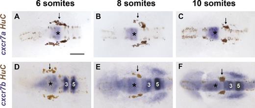 Figure 4. cxcr7a and cxcr7b are expressed during TgSN migration. (A–C) cxcr7a (blue) and HuC (brown) mRNA distribution in 6-, 8-, and 10-somite-stage embryos. HuC stains TgSNs (arrows). (D–F) cxcr7b (blue) and HuC (brown) mRNA distribution in 6-, 8-, and 10-somite-stage embryos. Dorsal view, anterior to the left. MHB is labeled with asterisks. Hindbrain rhombomeres 3 and 5 are indicated by “3” and “5.” Bar, 100 µm. See also Fig. S2.