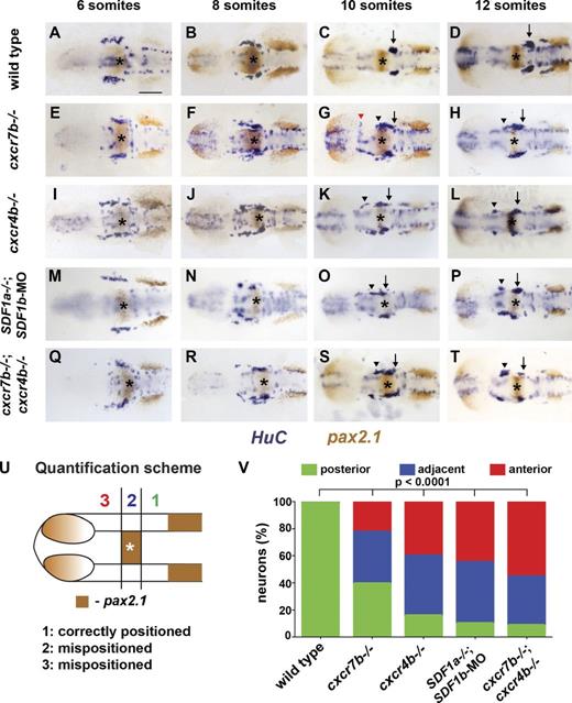 Figure 5. TgSN migration is disrupted in embryos deficient in chemokine signaling. 6-, 8-, 10-, and 12-somite-stage embryos in A–T were stained with HuC (blue) and pax2.1 (brown) mRNA. MHB is marked with asterisks. Arrows and arrowheads denote correctly and incorrectly positioned TgSNs, respectively. The red arrowhead in G denotes mispositioned neurons located close to the eye. Dorsal view, anterior to the left. Bar, 100 µm. (A–D) Wild-type embryos. (E–H) cxcr7b−/− embryos. (I–L) cxcr4b−/− embryos. (M–P) SDF1a−/− embryos injected with SDF1b morpholino. (Q–T) cxcr7b−/−; cxcr4b−/− embryos. (U) Quantification of cell migration defects at the 12-somite stage. Zone 1 represents correctly positioned neurons located posterior to the MHB. Zones 2 and 3 represent mispositioned neurons located adjacent or anterior to the MHB, respectively. This approach was also used for quantification of neuron migration defects in Figs. 3, 6, 7, and 8. (V) Summary of the neuron positioning defects. The y axis corresponds to the percentage of neurons per embryo that are located in each zone. n ≥ 20 embryos for each genotype. Contingency table analysis using the χ2 test was applied to determine statistical significance. See also Table 2 and Figs. S3 and S4.