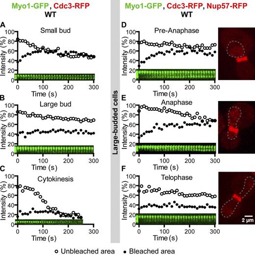 Figure 1. Myo1 displays cell cycle–regulated dynamics at the division site. (A–C) Myo1 is mobile at the division site in small-budded cells (A), becomes less mobile in large-budded cells (B), and is immobilized during cytokinesis (C), indicated by the presence of a double septin ring at the division site, which is not shown in any figure but can be seen in the figure-associated video. A half of the Myo1-GFP ring from cells at different stages of the cell cycle (indicated by bud size) of the strain XDY286 (MYO1-GFP CDC3-RFP) was photobleached, and fluorescence recovery in the bleached and unbleached regions was followed over time. Except where noted, FRAP analysis was performed in a similar way throughout the study. Quantitative analysis and the corresponding kymograph for a single representative cell are shown in each plot of the main figures. Individual recovery curves for all cells examined for a given protein at a specific cell cycle stage and their associated quantitative analyses are shown in Figs. S3 and S4. (D–F) Myo1 becomes immobilized in late anaphase or telophase. Large-budded cells (n = 12) of the strain YEF6036 (MYO1-GFP CDC3-RFP NUP57-RFP) at different phases of the cell cycle (indicated by the nuclear pore protein Nup57-RFP) were subjected to FRAP analysis to determine the precise timing of Myo1 immobilization during the cell cycle. WT, wild type.