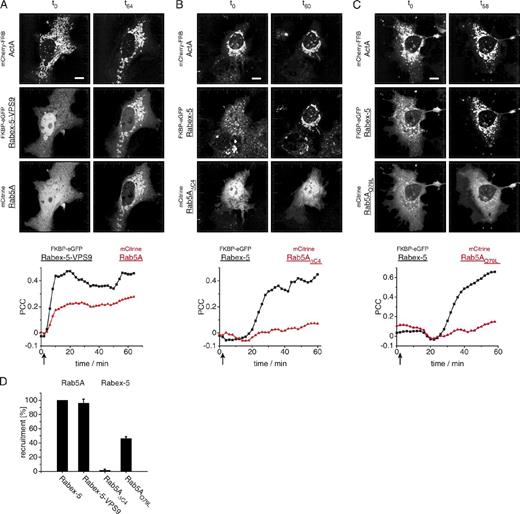 Figure 4. Requirements for Rabex-5–VPS9–mediated Rab5A recruitment. (A–C) Confocal images of Cos-7 live cells expressing the mitochondrially localized mCherry-FRBActA cotransfected with FKBP-eGFPRabex-5–VPS9 and mCitrineRab5A (A), FKBP-eGFPRabex-5 and the prenylation-deficient mutant mCitrineRab5AΔC4 (B), or FKBP-eGFPRabex-5 and the constitutively active mutant mCitrineRab5AQ79L (C). Addition of 1 µM A/C heterodimerizer 24 h after transfection (arrow) leads to recruitment of FKBP-eGFPRabex-5–VPS9 or FKBP-eGFPRabex-5. Rab5A, but not Rab5AΔC4 or Rab5AQ79L, is targeted to mitochondria. The recruitment was quantified by means of the calculated PCC between mCherry-FRBActA and Rabex-5 or the Rab5A variants at the mitochondria. Bar, 10 µm. Overlay images and defined time points are shown in Fig. S3 (A–C). (D) Comparison between Rabex-5 and Rabex-5–VPS9 in localizing Rab5A and localization ability of Rabex-5 toward Rab5AΔC4 and Rab5AQ79L via A/C heterodimerizer–induced recruitment of Rabex-5 proteins. A minimum of 50 cells in three independent experiments were evaluated for mitochondrial localized Rab5A. Data are shown as means ± SD.