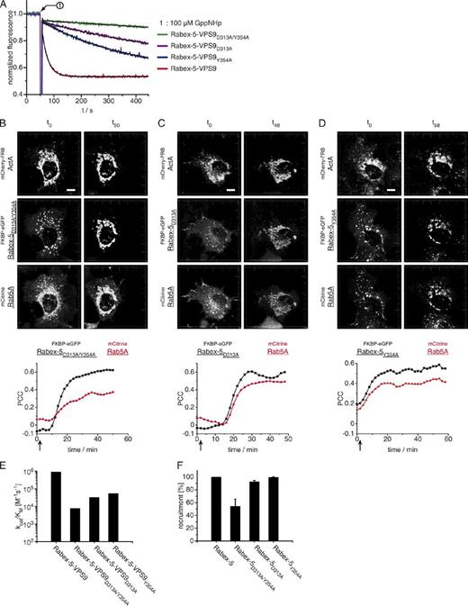 Figure 5. Rabex-5 GEF activity correlates with Rab5A recruitment activity. (A) Rabex-5–VPS9 mutants affecting GEF activity. The indicated Rabex-5–VPS9 mutants show impaired GEF activity toward Rab5A. A final concentration of 50 nM Rabex-5–VPS9 mutant was added to 1 µM Rab5A–GDP. The nucleotide exchange reaction was triggered by adding 100 µM GppNHp and monitored by the decrease in Rab5A intrinsic tryptophan fluorescence (all values have been normalized to the initial Rab5A–GDP fluorescence). (B–D) Confocal images of time-dependent Rab5A targeting to mitochondrial membranes by FKBP-eGFPRabex-5D313A/Y354A (B), FKBP-eGFPRabex-5D313A (C), or FKBP-eGFPRabex-5Y354A (D). Cos-7 cells were transfected with plasmids encoding the mitochondrially localized mCherry-FRBActA, the indicated FKBP-eGFPRabex-5 variant, and mCitrineRab5A. Addition of 1 µM A/C heterodimerizer (arrow) 24 h after transfection induces the recruitment of Rabex-5 to mitochondria followed by Rab5A relocalization. The recruitment was quantified by calculating the PCC between mCherry-FRBActA and the FKBP-eGFPRabex-5 variants or mCitrineRab5A. Bar, 10 µm. Overlay images and defined time points are shown in Fig. S4 (A–C). (E) Comparison of the catalytic efficiencies (kcat/KM; note the logarithmic scale of the y-axis) between Rabex-5–VPS9, Rabex-5–VPS9D313A/Y354A, and the single mutants Rabex-5–VPS9D313A and Rabex-5–VPS9Y354A toward Rab5A. (F) Comparison between Rabex-5, Rabex-5D313A/Y354A, Rabex-5D313A, and Rabex-5Y354A to induce mitochondrial targeting of Rab5A through A/C heterodimerizer–induced recruitment of Rabex-5. A minimum of 50 cells in three independent experiments were assessed for mitochondrial localized Rab5A. Data are shown as means ± SD.