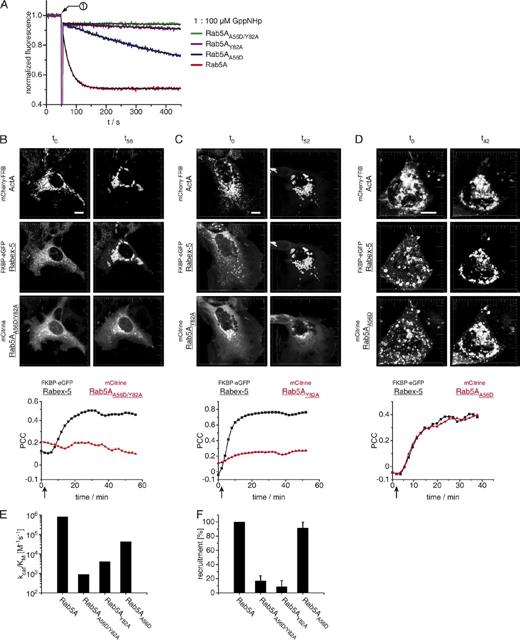 Figure 6. Rab5A mutants with impaired nucleotide exchange are not recruited by Rabex-5. (A) Rab5A mutants showing impaired nucleotide exchange induced by Rabex-5–VPS9. The indicated Rab5A mutants exhibit impaired nucleotide exchange. In this experiment, 1 µM Rab5A–GDP mutants were incubated with 50 nM Rabex-5–VPS9. The nucleotide exchange reaction was monitored by the decrease in intrinsic tryptophan fluorescence after addition of 100 µM GppNHp (all values have been normalized to the initial Rab5A–GDP fluorescence). (B–D) Confocal images of Cos-7 live cells expressing the mitochondrially localized mCherry-FRBActA cotransfected with FKBP-eGFPRabex-5 and mCitrineRab5AA56D/Y82 (B), mCitrineRab5AY82A (C), or mCitrineRab5AA56D (D). Addition of 1 µM A/C heterodimerizer (arrow) 24 h after transfection induces recruitment of Rabex-5 to mitochondria followed by Rab5A relocalization. The recruitment was quantified by calculating the PCC between mCherry-FRBActA and FKBP-eGFPRabex-5 or the mCitrineRab5A variants. Bars, 10 µm. Overlay images and defined time points are shown in Fig. S5 (A–C). (E) Catalytic efficiencies (kcat/KM) of Rabex-5–VPS9 toward Rab5A, Rab5AA56D/Y82A, Rab5AY82A, and Rab5AA56D (note the logarithmic scale of the y-axis). (F) Comparison between Rab5A, the double mutant Rab5AA56D/Y82A, and the single mutants Rab5AY82A and Rab5AA56D in localization to mitochondrial membranes by Rabex-5. A minimum of 50 cells in three independent experiments were assessed for the mitochondrial localized Rab5A variant. Data are shown as means ± SD.