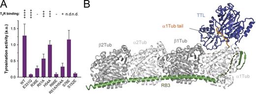 Figure 1. Tubulin binding, enzymatic activity, and overall T2R–TTL structure. (A) Enzyme activity tests (bars) and T2R-binding properties (symbols on top of the bars) of wild-type (WT) and different mutants of TTL. Error bars indicate SEM. The T2R-binding properties were assessed by size exclusion chromatography (see Fig. S1 A for representative data). The binding strength of TTL variants are classified from weak binding (one cross) to strong binding (four crosses). Minus sign, no binding; n.d., not determined. (B) Overall view of the T2R–TTL complex structure in ribbon representation. α-Tubulin, β-tubulin, TTL, and the stathmin-like domain of RB3 are shown in light gray, dark gray, blue, and green, respectively. The C-terminal tail region of α1-tubulin that is bound to TTL is highlighted in orange.
