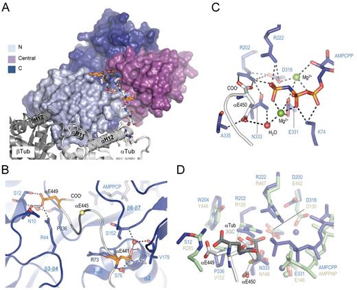 Figure 5. Recognition of the C-terminal tail of α-tubulin by TTL. (A) Overview of the interaction between the α-tubulin tail (sticks) and TTL (surface). The two α-tubulin residues αGlu441 and αGlu449, which anchor the tail sequence of α-tubulin on TTL, are highlighted in orange. (B) Close-up view of the interaction between TTL (blue ribbon) and the C-terminal tail of α-tubulin (gray ribbon). Interacting residues are shown in stick representation. αGlu441 and αGlu449 are highlighted in orange. The position of αGlu445, the major modification site of α-tubulin, is highlighted by a yellow sphere. Three key water molecules are shown as red spheres. Note that αGlu445, αGlu446, and αGlu447 are not well defined in the electron density (see Fig. S4 A) and are thus modeled and shown in dark gray in A and B. (C) Close-up view of the active site of TTL in the T2R–TTL complex in stick representation. A water molecule and two magnesium ions are depicted as red and green spheres, respectively. (D) Superimposition of the active site of TTL (blue) bound to the nonhydrolyzable ATP analogue AMPPCP and the tail of α-tubulin (light gray) onto the one of glutathione synthase (green; Protein Data Bank accession no. 1M0W) bound to the nonhydrolyzable ATP analogue AMPPNP and gamma-glutamylcysteine (3GC; dark gray). Key residues are shown in stick representation. For simplicity only residue side chains are shown. Spheres depict magnesium ions. See Fig. 2 for additional information on labels, symbols, and color code.
