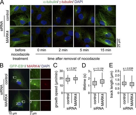 Figure 3. MARK4 depletion does not affect MT dynamics. (A) After control or MARK4 depletion, RPE1 cells were serum starved for 48 h and treated with 8 µM nocodazole at 37°C for 90 min to depolymerize MTs. Cells were stained for α- and γ-tubulin and DNA. (B–E) After control or MARK4 depletion, GFP-EB1–expressing RPE1 cells were serum starved for 24 h and either stained for MARK4 and DNA (B) or analyzed by live-cell imaging (Videos 1 and 2). The left images in B show merged images. Regions within the white boxes are depicted at higher magnification on the right showing GFP-EB1 tracks in the cytoplasm (1) or the centrosome (2). Time-lapse sequences were analyzed using automated tracking software. There is no significant difference in the mean growth speeds (C), lifetimes (D), and track lengths (E) between cells treated with control or MARK4 siRNA (control, n = 15; MARK4, n = 22). Boxes show the top and bottom quartiles (25–75%) with a line at the median, and whiskers extend from the minimum to the maximum of all data.