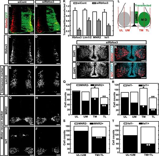 Figure 4. Impaired neuronal differentiation after Rbfox3-full knockdown. (A–J) Immunostaining of E4 neural tubes for Rbfox3 and neuronal markers. The right side of the neural tube in each panel has been transfected with siRNA indicated at the top and the GFP construct, as demonstrated by GFP in A and B. Sections were stained for proteins indicated on the left. Isl1+ cells indicated by open arrowheads in I are D2 interneurons. Bars, 50 µm. (K) Quantification of marker+ cells. Each bar represents the marker+ cell number in the transfected side divided by those in the contra-lateral untransfected side, except for Rbfox3 (mean ± SD, 5 embryos, 3 sections/embryo). In the case of Rbfox3, the fluorescence intensity is used instead of marker+ cell number. Isl1+ cells in the D2 domain are not included for quantification. *, P < 0.0001 compared with siCont (t test). (L) Diagram of the ventral neural tube specifying four motor subdomains. The red dashed lines indicate the borders of the subdomains. The mid-lines are halfway between the borders of the motor domains. TM, transfected medial motor domain; TL, transfected lateral motor domain; UM, untransfected medial motor domain; UL, untransfected lateral motor domain; MD, motor domain; pMN, motor neuron progenitor domain. (M–P) Differential effects of Rbfox3 knockdown on expression of differentiation markers and cellular distribution in different regions of the motor domain. The right side of the neural tube has been transfected with siRbfox3. Brackets in M and O indicate the areas with higher cell density compared with the untransfected side. Bars, 50 µm. (Q–T) Quantification of cell numbers with and without expression of motor neuron markers. Detailed statistical values are provided in Fig. S2 T. *, P < 0.006; **, P < 0.003; ***, P < 0.03 compared with corresponding untransfected subdomain. Black and white asterisks are for total and marker+ cell counts, respectively.