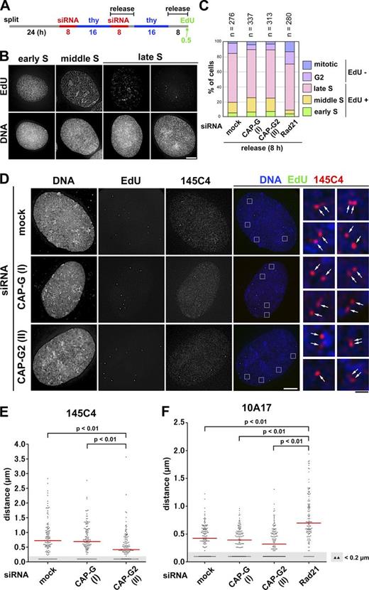 Figure 4. FISH assays reveal that condensin II promotes disjoining of duplicated chromosomal loci during S phase. (A) Experimental protocol for enriching late S phase cells depleted of condensin subunits (see Fig. S2 E for cohesin depletion). Cells were pulse labeled with EdU before harvest. (B) After a hypotonic treatment, the cells were fixed with Carnoy’s solution and spread onto glass slides. EdU-positive cells were classified into early, middle, or late S on the basis of the EdU-labeling pattern. Representative images of cells at each stage are shown. Bar, 10 µm. (C) Plotted here are cell cycle stages that were judged on the basis of the EdU-labeling pattern and cell morphology. The data shown are from a single representative experiment out of two repeats. (D) FISH assays of a chromosomal locus whose sister distance is susceptible to condensin II depletion. HeLa cells mock depleted or depleted of CAP-G or -G2 were prepared as described in B and hybridized with the BAC clone 145C4. Cells in late S phase were selected as judged by the EdU-labeling pattern, and the distance between sister FISH signals was measured. Shown here are representative images of late S cells from the three different cultures, along with their merged closeups. FISH signals are indicated by the arrows. Bars: (white) 10 µm; (black) 1 µm. (E) Plots of the measured distance between sister FISH signals hybridized with 145C4. Under each condition, >120 pairs of sister FISH signals from late S cells were analyzed. For reasons of convenience, all values judged to be <0.2 µm, the limit of optical resolution, were plotted as 0.1 µm (as indicated by the shadowed areas). The red bar indicates the median value. (F) Plots of the measured distance between sister FISH signals hybridized with 10A17. Under each condition, >130 pairs of sister FISH signals from late S cells were analyzed. Each assessment shown in E and F was completed once. Detailed statistical data for FISH analyses are shown in Tables S1 and S2.