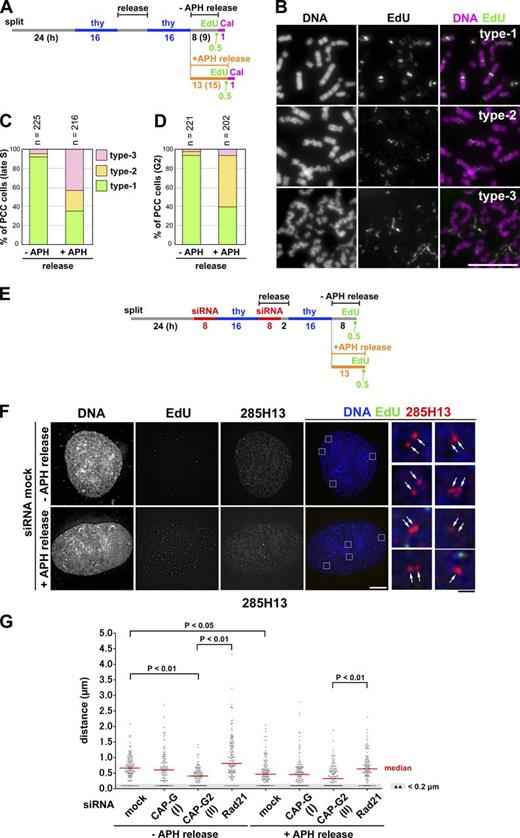 Figure 5. Application of mild replicative stress partially impairs sister chromatid resolution during S phase. (A) Experimental protocol for enriching late S and G2 phase cells from synchronized cultures treated with aphidicolin (APH) and/or calyculin A (Cal). HeLa cells were released in a medium with or without 0.1 µg/ml aphidicolin and pulse labeled with EdU before being treated with calyculin A. (B) Cells released for 8 (−APH release) or 13 h (+APH release) were fixed with Carnoy’s solution and spread onto glass slides. Late S cells were selected on the basis of EdU-labeling patterns. The morphology of PCC products was classified into three types, and representative images are shown. Bar, 10 µm. (C) Plotted here are the frequencies of the three types of morphology observed in late S-PCC cells. (D) Cells were incubated for an extended period (9 h, −APH release; 15 h, +APH release; see A) and fixed and treated as in B. G2 cells with no EdU signals were selected, and the frequencies of the three types of morphology observed are plotted. Each experiment shown in C and D was completed once. (E) Experimental protocol for enriching late S phase cells from synchronized cultures treated with siRNAs and aphidicolin. Cells were released in the absence or presence of aphidicolin and pulse-labeled with EdU before harvest. See Fig. S2 E for Rad21 depletion. (F) HeLa cells mock depleted or depleted of CAP-G, CAP-G2, or Rad21 were prepared, hybridized with the BAC clone 285H13, and analyzed as described in Fig. 4 D. Shown here are representative images of late S cells from the mock-depleted culture released in a medium with or without aphidicolin. FISH signals are indicated by the arrows. Bars: (white) 10 µm; (black) 1 µm. (G) Plots of the measured distance between sister FISH signals hybridized with 285H13. In each culture, >110 pairs of sister FISH signals from late S cells were analyzed. This assessment was completed once. Detailed statistical data are shown in Table S3.