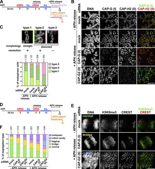Figure 6. Application of mild replicative stress to condensin II–depleted cells exacerbates their defects in chromosome architecture and segregation. (A) Experimental protocol for enriching metaphase cells from siRNA-treated synchronized cultures. Cells were harvested at the time points indicated by the arrows after colcemid treatment. (B) Metaphase chromosome spreads were prepared and immunolabeled with antibodies against CAP-G and -H2. Bar, 5 µm. (C) The morphology of metaphase chromosomes observed were classified into three types and plotted for each condition tested. The data shown are from a single representative experiment out of two repeats. For additional information, see Fig. S5 (D and E). (D) Experimental protocol for enriching mitotic cells from siRNA-treated synchronized cultures. No colcemid treatment was applied in this protocol. (E) HeLa cells treated as described in A were fixed on coverslips and immunolabeled with anti-H3K9me3 and a CREST serum. Shown here are representative images of cells displaying anaphase or anaphase-like chromosome morphology: normal segregation, chromosome bridges, and cotton candy chromosomes. Bar, 10 µm. (F) Defects in chromosome segregation were classified into five categories and plotted for each condition. The data shown are from a single representative experiment out of three repeats.