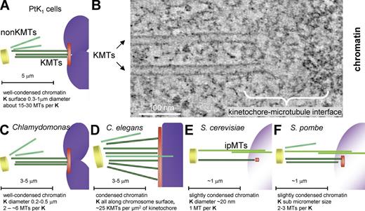 Figure 1. Structural variety among the kinetochore–MT interfaces studied here. (A) Diagram of a mammalian chromosome (purple) and its kinetochore (K; orange disk) interacting with KMTs (dark green), which connect it with a spindle pole (yellow disk). KMT numbers are from McEwen et al. (1998a). Spindles also contain MTs that do not encounter kinetochores (non-KMTs; light green). (B) 4-nm slice from a tomogram of a kinetochore from a metaphase NRK cell. (C–F) Diagrams of the kinetochores analyzed in this paper. Images are colored as in A; the structures and numbers indicated are based on this paper, Figs. S1–S4.
