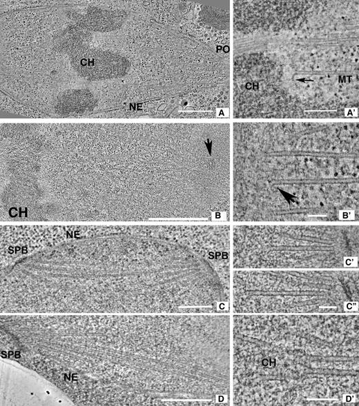 Figure 2. Tomographic slices of the spindles studied here. (A) 10-nm slice from a serial tomogram of a C. reinhardtii metaphase (CrM1, see Fig. S1 for model). Chromosomes (CH), the nuclear envelope (NE), and an opening in the envelope (PO) through which MTs project toward the spindle pole are evident. (A′) 4-nm slice through a different metaphase spindle (CrM2 in Fig. S1). One MT ends near a chromosome (a KMT) but others continue. The arrow indicates a flared PF. (B) 10-nm slice from a serial tomogram of a one-cell embryo of C. elegans. Chromosomes (CH) are evident, and a centriole (arrow) marks the spindle pole. (B′) 4-nm slice through the chromosome–MT interface of a different C. elegans metaphase (CeM in Fig. S2). Chromatin, at left, is separated by a fibrous zone from the KMTs with flaring plus ends. No outer plate is seen. (C) 10-nm slice from a tomogram of a metaphase budding yeast (ScM1, Fig. S3); SPB, spindle pole body; NE, nuclear envelope. (C′ and C″) Two 4-nm slices from a prometaphase budding yeast (ScPM1); slender filaments connect the capped MT minus ends with the spindle pole. (D) 10-nm slice from a prometaphase fission yeast (SpPM in Fig. S4 C); SPB and the NE are evident, but chromosomes are not. (D′) A 4-nm slice from the same cell. Some MTs end in pairs where the texture of nucleoplasm is different (CH). Such MTs have been interpreted as KMTs. Bars: (A) 0.5 µm; (A′) 200 nm; (B) 1 µm; (B′) 100 nm; (C) 0.5 µm; (C′ and C″) 100 nm; (D) 0.5 µm; (D′) 100 nm.