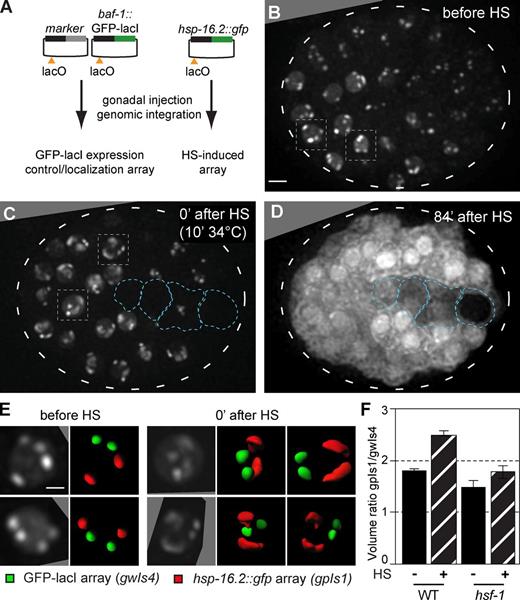 Figure 1. HS-induced transcription leads to peripheral decondensation of large, HS-inducible arrays. (A) Plasmids used to create large arrays by gonadal injection, bearing either baf-1::GFP-lacI with a muscle-specific marker (gwIs4) or the hsp-16.2 promoter driving GFP (gpIs1), and a single lacO site per plasmid. Arrays contain 250–500 plasmid copies. (B) Fluorescence from an embryo of a strain carrying both gwIs4 and gpIs1 is shown, before HS induction. Four spots reflecting the large integrated gene arrays are located at the nuclear periphery (Meister et al., 2010b; Towbin et al., 2012). Boxed nuclei are enlarged in E. See Fig. S1. Bar, 5 µm. (C) Fluorescence from the same embryo in B after 10 min at 34°C. Boxed nuclei, enlarged in E, show decondensation of two of the arrays. Blue encircled nuclei do not respond to HS. (D) Pervasive cytoplasmic fluorescence from the same embryo in B and C captured 84 min after HS, showing hsp-16.2::gfp induction from the gpIs1 array. Entire embryos are encircled by broken lines. (E) Enlarged nuclei from the embryo in B and C, with two 90° rotations for C. Array volume rendering shows no shift in subnuclear localization of gwIs4 (green) or gpIs1 (red), decondensed at 0 min after HS. Bar, 2 µm. (F) Array volume was quantified using the GFP-lacI signals in WT and hsf-1 mutant worms, presented as the ratio of gwIs4 and HS-activated gpIs1 before and 0 min after HS (WT; n = 100, 11; hsf-1 mutant; n = 3, 6). Error bars indicate mean ± SEM.