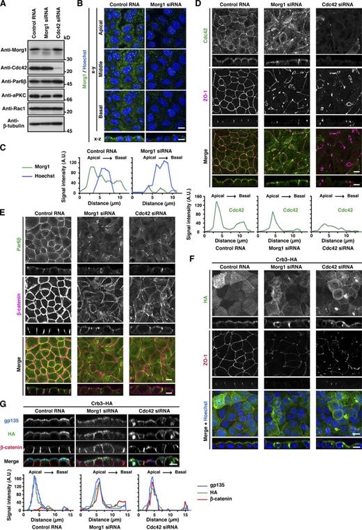 Figure 4. Cdc42 as well as Morg1 regulates Par6 recruitment to the apical surface to define apical identity. (A) Proteins in lysates of MDCK cells transfected with negative control RNA, Morg1-specific siRNA, or Cdc42-specific siRNA were analyzed by immunoblot with the indicated antibodies. (B) Representative confocal images of MDCK cells transfected with negative control RNA or Morg1-specific siRNA. Cells were fixed 4 h after the calcium switch (CS) and stained as indicated. (C) Representative fluorescence intensity of Morg1 and Hoechst staining along the apical–basal axis. (D and E) Representative confocal images of MDCK cells transfected with control RNA, Morg1 siRNA, or Cdc42 siRNA. Cells were fixed 4 h after CS and stained with the indicated antibodies. Representative fluorescence intensity of Cdc42 staining along the apical–basal axis (D). (F and G) Representative confocal images of MDCK cells stably expressing Crb3–HA. Cells were transfected with the indicated RNA, fixed 4 h after CS, and stained with the indicated antibodies. Bar, 10 µm. Statistical analyses of data in C, D, and G are shown in Fig. S3.