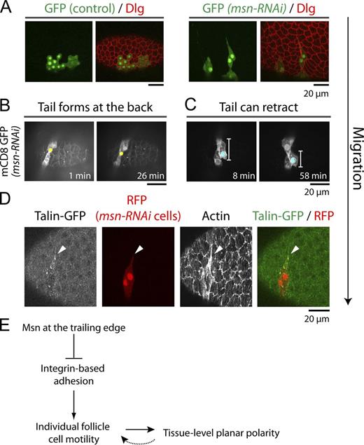 Figure 5. Msn appears to promote detachment of the cell’s trailing edge. (A) Control and msn-RNAi flipout clones (GFP) show that Msn depletion causes cell stretching, often forming a “tail” at one end. (B and C) Stills from two time-lapse movies of egg chambers with clones of cells expressing msn-RNAi and mCD8-GFP (Videos 5 and 6), which show that the “tails” form at the trailing edge of the migrating msn-RNAi cells (B), and can retract as the cells move forward (C). (D) Maximum projection of the basal surface in an egg chamber expressing Talin-GFP with msn-RNAi flipout clones (RFP). The migration direction for all panels is down (arrow). (E) Schematic for Msn’s role in follicle cell migration and planar polarity.