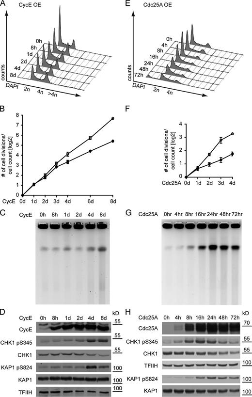 Figure 2. Oncogene OE deregulates the cell cycle and causes DNA breakage and bi-phasic DDR activation. (A and E) FACS analysis of DNA content (DAPI) of cells overexpressing CycE for up to 8 d and Cdc25A for up to 72 h, respectively. For additional data on the accumulation of cells with >4n DNA, see Figs. 3 B and S3 H. Data are from a single representative experiment out of four repeats. (B and F) Proliferation of cells overexpressing CycE and Cdc25A, respectively (mean + SEM, n = 4). (C and G) DNA breakage after CycE and Cdc25A OE monitored by pulse-field gel electrophoresis. (D and H) DDR activation (pCHK1, pKAP1) and total DDR proteins (CHK1, KAP1) upon OE of CycE and Cdc25A, respectively. TFIIH serves as loading control for D and the top panels of H; total KAP1 levels control for KAP1 pS284 in the bottom panels of H. Molecular weight in kD of nearest protein size marker is indicated.