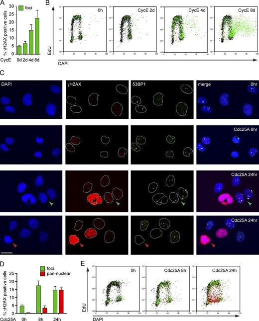 Figure 3. Different kinetics, extent, and cell cycle dependency of DDR activation upon Cdc25A and CycE OE. (A) γ-H2AX–positive cells (green) before (0 h) and at the indicated time points after CycE induction quantified by single-cell IF (see also Fig. S3). (B) FACS analysis of DNA synthesis (EdU), DNA content (DAPI), and DDR activation (γ-H2AX) in cells overexpressing CycE. γ-H2AX–positive cells (foci) in green. (C) Single-cell IF of control cells (0 h) and cells overexpressing Cdc25A for 8 h and 24 h stained for γ-H2AX and 53BP1. Green arrowhead, cell with γ-H2AX foci. Red arrowhead, cell with pan-nuclear γ-H2AX. (D) γ-H2AX–positive cells quantified by single-cell IF, and (E) FACS analysis of cells overexpressing Cdc25A. Cells with γ-H2AX foci in green and pan-nuclear γ-H2AX in red. (A and D) mean + SEM, n = 4. Bar, 10 µm. For OE data on CycE and Cdc25A, see Fig. S3. Data in B and E are from a single representative experiment out of four repeats.