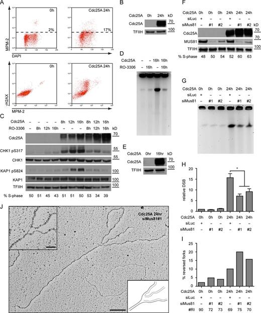 Figure 4. Cdc25A-induced DSBs depend on CDK1-mediated mitotic entry and on MUS81-dependent processing of reversed forks. (A) FACS analysis for phosphorylation of CDK1 substrates (MPM-2) and DDR activation (γ-H2AX) of control cells (0 h) and cells overexpressing Cdc25A for 24 h. High levels of γ-H2AX in unperturbed mitotic cells have been previously reported (McManus and Hendzel, 2005). Data are from a single representative experiment out of three repeats. (B) Cdc25A OE in samples in A. (C) Activation of the DDR (pCHK1, pKAP1) and total DDR proteins (CHK1, KAP1) upon Cdc25A OE of Cdc25A in the absence or presence of the CDK1 inhibitor. S phase scored by EdU incorporation. (D) Cdc25A-induced DNA breakage assessed by PFGE, in the absence or presence of the CDK1 inhibitor. (E) Cdc25A OE in samples in D. (F) Immunoblot showing OE of Cdc25A and depletion of MUS81. S phase scored by EdU incorporation. (G) DNA breakage monitored by pulse-field gel electrophoresis before (0 h) and 24 h after induction of Cdc25A in mock- or MUS81-depleted cells. (H) Quantification of chromosomal breakage by PFGE in cells treated as in (F), mean + s.e.m., n ≥ 3, * = P < 0.05, Paired student’s t test. (I) Frequency of reversed replication forks in cells treated as in F. “# RI” is the number of analyzed replication intermediates. (J) Micrograph of a reversed replication fork from MUS81-depleted cells overexpressing Cdc25A. The regressed arm is connected to one of the daughter strands, leaving a gap at the branch point. Data in I was reproduced in one independent experiment. Bar: (main panel) 200 nm (500 bp); (inset) 50 nm. TFIIH as loading control. Molecular weight in kD of nearest protein size marker is indicated. For FACS profiles quantified in C and F, see Fig. S3.