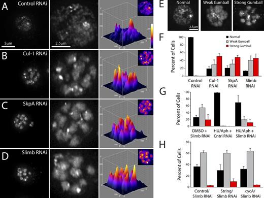 Figure 1. SCFSlimb RNAi promotes interphase chromatin compaction. (A–D) 7-d RNAi-treated S2 cells stained with Hoechst to visualize DNA. Depletion of Cul-1 (B), SkpA (C), or Slimb (D) but not control (A) promotes interphase chromatin compaction, generating a “gumball” phenotype. Cells are shown at low and high magnifications (left and middle). Shown on the right are 3D surface plots of the fluorescence intensities of the DNA (insets). (E) Representative images of DNA-stained RNAi-treated S2 cells displaying normal (wild-type), weak gumball, and strong gumball phenotypes. (F) Frequency histogram of the nuclear phenotypes in S2 cells after a 7-d depletion of the indicated proteins (n = 1,400–1,800 cells per treatment). (G) Chromatin of S-phase arrested cell compacts after slimb RNAi. S2 cells were treated daily with DMSO or S-phase arrested with hydroxyurea + aphidicolin for 6 d. Beginning on day 2, cells were also treated daily with control or slimb RNAi (see Fig. S2 A). Histogram shows the frequencies of nuclear phenotypes on day 6 (n = 1,100–1,600 cells per treatment). (H) S2 cells restricted to interphase form compact chromatin domains after slimb RNAi. Cells were treated daily with control, String, or cyclin A (cycA) dsRNA for 8 d. Stg RNAi promotes G2 arrest whereas cycA RNAi blocks mitotic entry. Beginning on day 4, cells were also treated daily with slimb RNAi (see Fig. S2 B). Histogram shows the frequencies of nuclear phenotypes on day 8 (n = 600–1,300 cells per treatment). Error bars indicate SEM.
