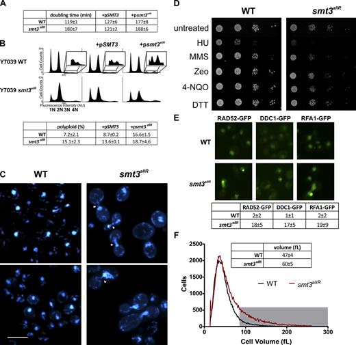 Figure 2. smt3allR mutant yeast strains display increased doubling time, chromosome segregation defects, and increased ploidy, and are sensitive to DNA replication inhibitors. (A) Doubling time (mean ± SD) was measured over an 8-h period of log-phase growth for smt3allR and parental strains. Strains (as indicated) were also transfected with a galactose-inducible SMT3 (WT) or smt3allR plasmid (+pSMT3 or +psmt3allR, respectively), which was induced for 18 h before the first doubling time measurement. (B) FACS analysis of untransfected parental and smt3allR strains, and the same strains expressing the WT or allR SUMO proteins (as in A). DNA was stained with SYTOX green and data were collected on 50,000 events. The insets highlight the polyploid (>2n) population in each analysis. (C) Parental and smt3allR strains were stained with DAPI and imaged using confocal microscopy. Two representative images from each strain are shown. Cells displaying abnormal chromosome segregation are highlighted with arrowheads. Bar, 10 µm. (D) Log-phase cells were treated as indicated for 1 h, serially diluted (10×), and spotted onto YPD plates (HU, hydroxyurea; MMS, methyl methanesulfonate; Zeo, zeocin; 4-NQO, 4-nitroquinoline 1-oxide; DTT, dithiothreitol; Linger and Tyler, 2005; Rand and Grant, 2006; Tang et al., 2009). Colonies were grown for 2 d at 30°C. (E) Spontaneous DNA damage foci were quantified in parental and smt3allR strains using GFP-tagged RAD52, DDC1, and RFA1. The mean number of foci (±SD) from four fields is tabulated. Bar, 10 µm. (F) Cell size distribution (mean ± SD) was measured on a Z2 counter (Beckman Coulter), as in Jorgensen et al. (2002). The gray box highlights the cell population with a volume >80 fL in the parental (black line) and smt3allR (red line) strains. Data shown are from a single representative experiment, conducted twice.