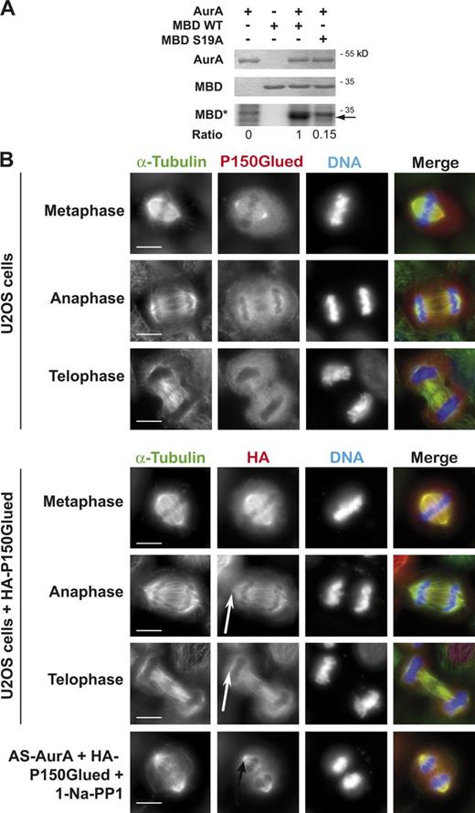 Figure 5. P150Glued is phosphorylated by Aurora A on Ser 19 in vitro. (A) 50 pmol of MBD of P150Glued (MBD) was incubated with 20 pmol wt-AurA or as-AurA. MBD phosphorylation (MBD*) was assessed by autoradiography (bottom), and the presence of MBD and AurA was assessed by Coomassie blue staining (top). The arrow indicates the place of MBD on the autoradiography. The number below the figure represents the ratio of phosphorylation in the first, third, and fourth well compared with the third well. The areas and the formula used for calculation are, respectively, shown in Fig. S3 (A and B). Fig. S3 A presents the same data, though describing explanations concerning the calculation of phosphorylation rates. (B) IF microscopy of cells showing localization of endogenous P150Glued (top) and HA-P150Glued (bottom, expression of HA-P150Glued in cells still expressing endogenous P150Glued) in late mitotic phases. White arrows show mitotic spindle poles in anaphase or telophase cells without accumulation of HA-P150Glued, whereas the black arrow indicates accumulation of HA-P150Glued in AS-AurA cells depleted of endogenous Aurora A and treated with 10 µM 1-Na-PP1 at anaphase onset. Bars, 10 µm.