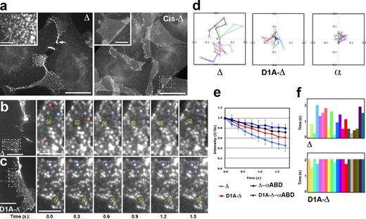 Figure 1. Properties of the “tailless” cadherin clusters. (a) Immunofluorescence microscopy of A431D cells expressing EcDnΔ (Δ) or its cis-interface-defective version, cis-EcDnΔ (Cis-Δ). The cells were stained with anti-Dendra antibody. Higher magnifications of the selected regions (indicated by dashed boxes) are shown in the insets. Note that cell–cell contacts exhibit numerous EcDnΔ clusters of different intensities. The individual clusters are not resolved at high level of mutant expression (arrow). The clusters became undetectable upon mutation of the cis-interface. Bars: (main images) 15 µm; (insets) 5 µm. (b) Time-lapse analyses of EcDnΔ clusters present in an area boxed in the left image. The sequence is assembled from Video 1. Some clusters, two of which are marked with blue and yellow circles, persist over the entire 1.5-s-long video. Others (red circles) are much more transient. Bars: (left) 10 µm; (right) 3 µm. (c) Time-lapse analyses of D1A-EcDnΔ clusters (from Video 2). Point mutation D1A increases stability of the cadherin trans-dimers. Note that this mutation significantly decreases cluster dynamics. Bar, 3 µm. (d) 1-s-long trajectories of the six fastest clusters in cells expressing EcDnΔ (Δ), D1A-EcDnΔ (D1A-Δ), and EcDnΔ-αABD (α). Two independent videos for each cell line were analyzed. Note that the EcDnΔ clusters (in Δ), although not moving in particular directions, covered distances of ∼0.2 µm. The D1A mutation or αABD notably restricted cluster motility. (e) Dendra photoconversion assay of different EcDnΔ mutants: EcDnΔ (Δ), D1A-EcDnΔ (D1A-Δ), EcDnΔ-αABD (Δ-αABD), and D1A-EcDnΔ-αABD (D1A-Δ-αABD). The graph shows changes in intensity of the red fluorescence over time (in seconds) in the entire laser-irradiated area (diameter = 0.25 µm; see Fig. S3). The error bars represent SDs (n = 30). (f) The lifetime of the arbitrary EcDnΔ (Δ) and D1A-EcDnΔ (D1A-Δ) clusters from two independent videos. Note that D1A-EcDnΔ clusters, in contrast to the parental EcDnΔ clusters, could typically be followed over the entire 2-s-long periods.