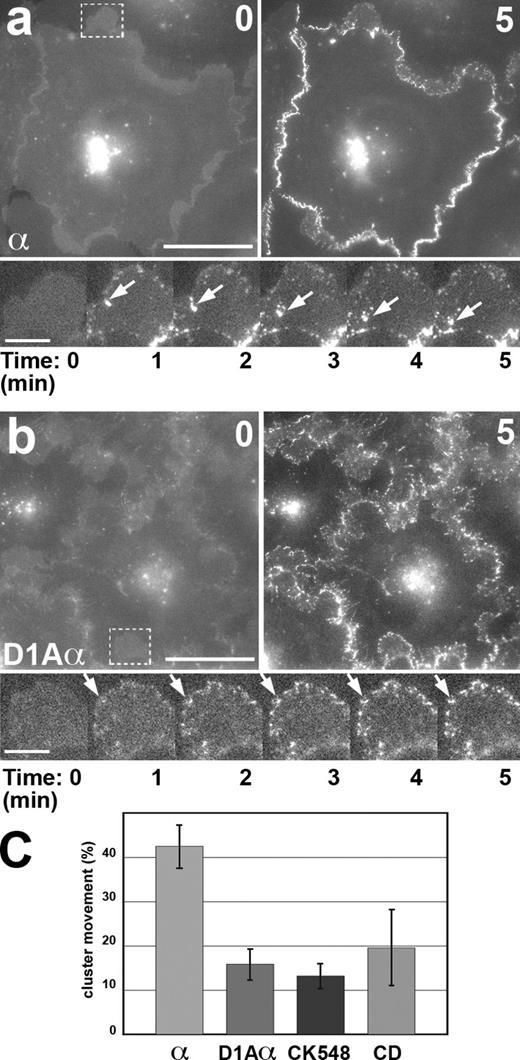 Figure 4. The D1A mutation impeded the basal to apical movement of the EcDnΔ-αABD clusters. (a and b) The calcium-switch assay with the cells expressing EcDnΔ-αABD (a, α) and D1A-EcDnΔ-αABD (b, D1Aα). The cells immediately before the switch (0) and 5 min after the switch (5) are presented. Time-lapse images (numbering according to Videos 4 and 5) of the boxed regions in a and b are shown at the bottom. Note that the D1A mutation did not affect the initial assembly of the clusters but significantly reduced their movement. Arrows show a large motile (in a) and stationary (in b) clusters. Bars: (top) 20 µm; (bottom) 5 µm. (c) The path of the mean cluster (presented as a fraction of the basal to apical distance, assuming the entire distance for 100%; error bars are SDs) over 5 min after the calcium switch in cells expressing EcDnΔ-αABD (α), D1A-EcDnΔ-αABD (D1Aα), or in cells expressing EcDnΔ-αABD in the presence of 100 µM CK548 (CK548) or the low dose (25 nM) of cytochalasin D (CD), inhibitors of actin polymerization (see also Fig. 5).