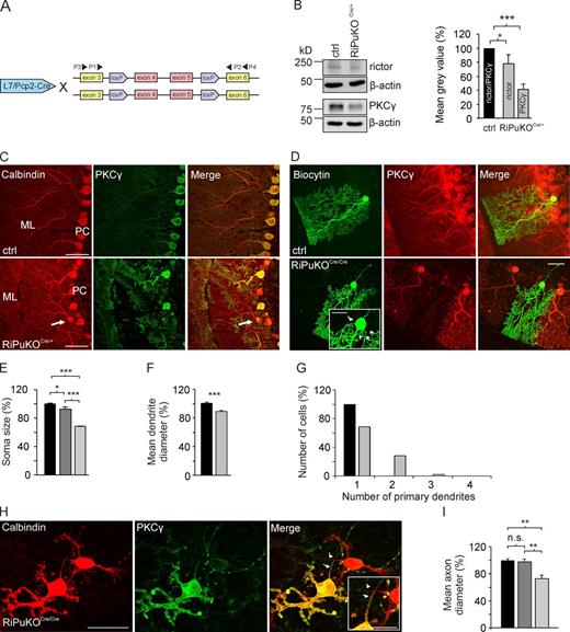 Figure 8. The role of rictor on cell size and cell morphology is cell-autonomous. (A) Schematic representation of the genetic organization of mice homozygous for the targeted rictor alleles and mice expressing Cre-recombinase from the L7/Pcp-2 locus. Please note the localization of the primers used to detect rictor recombination in single-cell PCR (see Fig. S3). (B) Western blot analysis of cerebellar lysates from adult control and RiPuKOCre/+ mice for rictor and PKCγ (left) and quantification of their mean gray value (normalized to β-actin; right). Values for rictor and PKCγ in controls (ctrl) were set to 100% (black bar). Gray bars represent values for rictor and PKCγ in RiPuKOCre/+ mice. Data represent mean ± SEM from n = 5 mice per genotype. (C) Cross section of cerebella stained with antibodies to calbindin (red) and PKCγ (green). PKCγ staining is lost in some, but not all Purkinje cells in RiPuKOCre/+ mice because of the mosaic recombination of the rictor allele (see Fig. S3). Some of the PKCγ-negative cells have several primary dendrites, are misaligned, and diverge from the perpendicular plain (white arrow). (D) Immunostaining for PKCγ (red) of biocytin-filled (green) Purkinje cells from control or RiPuKOCre/Cre mice. Purkinje cells that are negative for PKCγ often have more than one primary dendrite (white arrows). (E) Quantification of the Purkinje cell soma size in control mice (black bar), in PKCγ-positive cells (dark gray), and in PKCγ-negative cells (light gray) from RiPuKOCre/+ mice. Data represent mean ± SEM from n = 3 mice for each genotype. (F) Quantification of the Purkinje dendrite diameter in control (black) and PKCγ-negative cells in RiPuKOCre/+ mice (gray). Data represent mean ± SEM from n = 3 mice. (G) Quantification of the number of primary dendrites in biocytin-filled Purkinje cells of control (black) and of PKCγ-negative cells from RiPuKOCre/Cre mice (gray). Numbers derive from n = 38 cells of a total of 5 control mice, and from n = 42 cells of a total of 7 RiPuKOCre/Cre mice. (H) Cerebellar slice cultures isolated from RiPuKOCre/Cre mice and stained for calbindin and PKCγ. The white arrows indicate axons. The inset shows a high magnification picture of those axons. (I) Quantification of the Purkinje axon diameter in cerebellar slice cultures isolated from control mice (black), and PKCγ-positive (dark gray), and PKCγ-negative cells (gray) isolated from RiPuKOCre/Cre mice. Data represent mean ± SEM from n = 5 mice for each genotype. Statistical analysis used Student’s t test (B and F) or one-way Anova followed by Tukey’s test (E and I): ***, P < 0.001; **, P < 0.01; *, P < 0.05. n.s., nonsignificant; P ≥ 0.05. Bars: (H, inset) 10 µm; (C, H, and inset in D) 25 µm; (D) 50 µm.