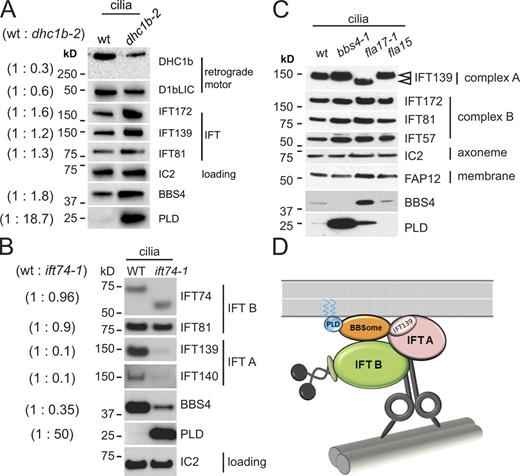 Figure 5. Ciliary PLD is elevated in retrograde IFT mutants. (A) Western blot of isolated wild-type and dhc1b-2 cilia probed with antibodies to the proteins indicated. The amounts of the dynein 1b heavy chain, DHC1b, and light intermediate chain, D1bLIC, are reduced in the mutant cilia because of the instability of the dynein motor complex. BBS4 and in particular PLD are enriched in mutant cilia. IC2 was used as a loading control. For quantification of relative protein levels, values for band intensities were first normalized to the IC2 band intensity and the ratios (left, parentheses) were then calculated. (B) Western blot of cilia isolated from wild type and ift74-1 probed with antibodies to the proteins indicated. In ift74-1 the IFT complex B protein IFT74 is truncated. Note reduced amounts of IFT complex A proteins and BBS4 and increased levels of PLD in the mutant cilia. Relative protein levels (in parentheses) were determined as in A. (C) Western blot probing isolated cilia from wild type, bbs4-1, fla17-1 (expressing a truncated IFT139; arrowheads), and fla15-1. Note increase of BBS4 and PLD in fla17-1. (D) Summary diagram showing the IFT motors, IFT complexes A and B, the BBSome, and PLD. The BBSome functions as an IFT cargo adapter linking PLD and other cargoes to retrograde IFT particles. PLD is predicted to be myristoylated and palmitoylated (Fig. S4 C), offering a possible explanation for its membrane association. Dynein is shown linking the IFT particle to a doublet microtubule, which provides a track for IFT.