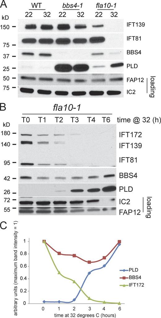 Figure 6. PLD accumulates in cilia after depletion of IFT proteins. (A) Western blot of cilia isolated from wild type, bbs4-1, and fla10-1 at 22°C and after 2.5 h at 32°C. The blot was probed with antibodies to the proteins indicated. Depletion of IFT proteins and accumulation of PLD in response to the temperature shift was observed only in cilia from fla10-1. (B) Western blot comparing fla10-1 cilia isolated at various time points from 0 to 6 h (T0–T6) after shifting the cells to 32°C. The blot was probed with antibodies to the proteins indicated. Note progressive depletion of IFT proteins and concomitant accumulation of PLD. (C) Relative amounts of PLD, BBS4, and IFT172 in the Western blot analysis shown in B. Maximum band intensity for each protein was set to 1. At later time points the mean length of fla10-1 cilia was reduced (Fig. S3 D). Because similar amounts of protein were loaded for each sample, the slight increase observed for BBS4 during the second half of the incubation time is likely to reflect the higher number of cilia loaded.