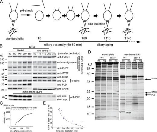 Figure 3. The biochemical defects in bbs4-1 cilia increase with time. (A) Schematic presentation of the experimental design for obtaining age-sorted cilia from C. reinhardtii. (B) Western blots comparing regenerated wild-type and bbs4-1 cilia isolated at various time points after deciliation. (top) Western blots were probed with anti-FMG-1, anti-mastigoneme protein, anti-PKD2, anti-IFT57, anti-BBS4, anti-IC2 as a loading control, anti-PLD, and anti-CAH6. Ciliary length measurements for a similar experiment are shown in Fig. S3 E. (bottom) Long and short exposures of a Western blot of isolated ciliary membrane fractions from the same experiment probed with anti-PLD. (C) Graph showing the accumulation of PLD with time in bbs4-1 cilia; the dashed line corresponds to PLD levels in standard bbs4-1 cilia, i.e., cilia harvested without prior deciliation at least 6 h after the beginning of the light phase. (D) Silver-stained gel comparing matrix and membrane isolated from standard and 2-h-old regenerated wild-type and bbs4-1 cilia. Solid arrows, proteins altered in bbs4-1 ciliary membrane; open arrow, THB1. Note the differences in composition in the membrane of young and old cilia; no major differences were observed between young and old axonemal (not depicted) and matrix fractions, indicating that age-induced changes in ciliary protein composition are largely restricted to the ciliary membrane. (E) Graph showing the loss of CAH6 in bbs4-1 cilia as a percentage of that in wild-type cilia over time. The data shown in C and E are from a single representative experiment out of two repeats.
