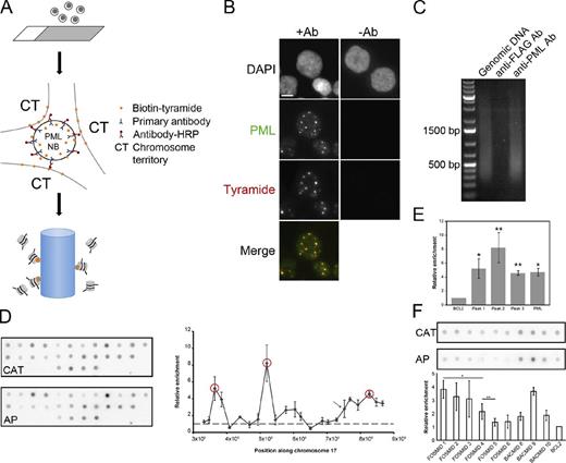 Figure 1. Affinity purification of PML NB–associated chromatin using immuno-TRAP. (A) Schematic of the immuno-TRAP protocol. (1) Cells are placed or grown on glass slides. (2) Cells are then fixed and permeabilized for immunolabeling for PML protein using a primary antibody against PML (blue) and a secondary antibody conjugated with HRP (red). Biotinylated tyramide (orange) and hydrogen peroxide are added to the samples and tyramide deposition occurs at PML NBs and the surrounding chromosome territories (CT). (3) Cells are collected and the DNA sheared and affinity purified on a streptavidin-agarose column. (B) Verification of the tyramide deposition. Jurkat cells were prepared for immuno-TRAP and treated with anti-PML (+Ab) and control anti-FLAG (−Ab) antibodies. Tyramide-biotin was detected with streptavidin-Cy3. Tyramide-biotin labeling occurred predominantly around PML NBs, visualized by immunofluorescence microscopy with an anti-PML antibody. Images shown are single optical planes from a z stack. Bar, 5 µm. (C) DNA gel electrophoresis was performed on three samples: sheared genomic Jurkat DNA (lane 1), immuno-TRAP isolated Jurkat DNA using a control anti-FLAG (lane 2), and using an anti-PML antibody (lane 3). Significantly more DNA was isolated when a PML-specific antibody was used compared with the control (compare lanes 2 and 3). (D) DNA dot blot analysis was performed to determine which regions within Chr17p13.2-13.1 were enriched at PML NBs. See Table S1 for the BACs used. The affinity-purified DNA (AP) and a PCR product against the CAT gene (CAT), used as a normalization standard, were radiolabeled and used to probe the membranes. Values plotted on the graph are relative to the BCL2 locus (a putative nonassociated locus). Three regions (red circles) near the TP53 locus were more enriched than the BAC containing the TP53 locus itself (arrow). (E) Bar graph comparing the enrichment of the PML locus relative to the BCL2 locus and the three highest hits from chromosome 17, measured from the DNA dot blot. Error bars in graphs (D and E) represent the standard deviation of three independent sample preparations. Paired t tests confirmed that the peaks were significantly enriched over BCL2 (*, P < 0.02; **, P < 0.01). (F) DNA dot blot analysis was performed to determine the resolution capabilities of immuno-TRAP. Six FOSMIDs spanning peak 2, the BCL2 BAC, and the BACs flanking and containing peak2 were spotted on a membrane (see Table S1 for FOSMIDs used). Probing and normalization was performed similarly as in D. Values plotted are relative to the BCL2 locus. Paired t tests indicated that FOSMID pairs 1 and 4, and 4 and 5 are significantly different (*, P < 0.05; **, P < 0.10, respectively).