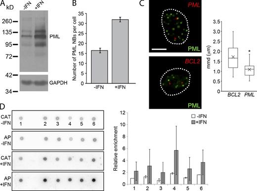 Figure 4. Creating new locus–PML NBs associations. (A) GM0575 cells were treated with IFN-α for 24 h. Protein samples were prepared and Western blots were performed showing that PML protein levels increase after IFN-α. (Multiple bands correspond to various splice isoforms of PML and posttranslational modifications, i.e., sumoylation.) (B) Immunofluorescence for PML NBs was performed on GM05757 cells, and the number of PML NBs was determined. The bar graph shows that PML NBs increased in number after IFN-α treatment. (C) Immuno-FISH was performed on GM05757 cells treated with IFN-α and probed for either the PML or BCL2 locus (red) and with an antibody against PML to detect PML NBs (green). Box plots show that the PML locus was significantly more associated than the BCL2 locus after IFN-α treatment in GM05757 cells (*, P < 0.0001). Elements in the box plots are defined the same as in Fig. 2 F. Broken lines outline cell nuclei. Bar, 5 µm. (D) DNA dot blot analysis was performed on DNA (AP) isolated from IFN-α–treated GM05757 cells with immuno-TRAP and probed for enrichment against BACs corresponding to BCL2 and five BACs surrounding and including the PML locus (see Table S1 for a list of BACs). The CAT gene (CAT) was used as a normalization standard. The bar graph shows relative enrichment for each BAC relative to the BCL2 locus. This experiment was performed using three biological replicates and the error bars represent the standard deviation. Images shown are single optical planes from a z stack.