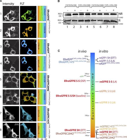 Figure 3. Redox-dependent changes to fluorescence lifetime of ER-localized roGFPiE in live cells. (A) Fluorescent intensity–based (in grayscale) and lifetime images (color-coded to the scale of the histogram on the right) of HEK 293T cells expressing wild-type ERroGFPiE (C147-E147a-C204) and its ER-localized mutant derivatives, with or without 2 mM DTT (10 min). A histogram of the distribution of lifetimes in the population of cells is provided (right), noting the mean ± SD lifetime. The asterisk in panel 6 points to a region of intense autofluorescence with similar spectral properties as roGFPiE, but recognizable by its relatively long fluorescence lifetime. (B) Nonreducing (NR) and reducing (R) immunoblot of the GFP in the cells shown in A. The dithiol (RED) and disulfide (OX) forms are indicated. (C) Schema showing the mean florescence lifetime of the indicated GFP proteins in vivo and in vitro, as measured in the experiments shown in Fig, 2, A and C; panel A here; and in Fig. S2 B. roGFPiE and ERroGFPiE are in bold font. Redox state is indicated by S-S (disulfide) and SH (dithiol). Treatments with DTT, the oxidizing agent 2,2′-dipyridyl disulfide (DPS), or lipoic acid (LA) are noted. A and B are representative experiments reproduced twice.