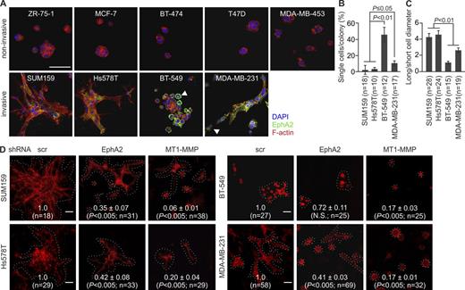 Figure 2. EphA2 silencing reduces cell invasive growth in 3D collagen. (A) The breast carcinoma cells were embedded in 3D collagen as a single cell suspension followed by a 4-d culture. Confocal micrographs show EphA2 and filamentous actin (phalloidin) in representative cell colonies. Arrowheads indicate round single cells with prominent surface and intracellular EphA2. See Fig. S1 G for details. (B and C) Quantitative assessment of single-cell invasion (B) and cell shape (C; error bars indicate mean ± SEM; three collagen preparations per cell line). (D) Confocal micrographs show representative colonies of the phalloidin-stained (red) invasive cells after MT1-MMP and EphA2 knockdown. Relative colony size is indicated in each micrograph (mean ± SEM; six collagen preparations per cell line). Broken lines define individual colonies. P-values were determined with a Mann–Whitney U test (B–D). Bars, 50 µm.