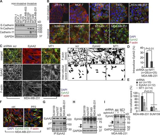 Figure 3. The MT1-MMP– EphA2 axis modulates cell morphology. (A) The expression of indicated cadherins was assessed in the breast carcinoma cell lines (n = 3). (B) Representative confocal micrographs show EphA2 and filamentous actin (phalloidin) in the 2D cell cultures. (C, left) Representative confocal micrographs show EphA2 and filamentous actin (phalloidin) in control (scr), EphA2, and MT1-MMP knockdown MDA-MB-231 cells. (C, right) Black-and-white images visualize actin cytoskeleton (top) and intercellular spaces (bottom). (D and E) Quantitative assessment of intracellular EphA2 localization (D) and intercellular spaces within the indicated MDA-MB-231 and SUM159 knockdown cells (E; error bars indicate mean ± SEM; n = 3). P-values were determined with a Mann–Whitney U test. (F) The Src kinase inhibitor PP2 impairs intracellular EphA2 localization. MDA-MB-231 cells were incubated with 5 µM PP2 for 2 h. See Fig. S2 A for details. (G and H) Soluble lysates of the invasive cells were subjected to immunoprecipitation and immunoblotting as indicated (n = 3). The asterisk indicates IgG. Note the physical interaction of MT1-MMP and EphA2 (G) and EphA2 processing in MDA-MB-231 and BT-549 cells (H). (I) MT1-MMP is required for constitutive processing of endogenous EphA2 in MDA-MB-231 cells. Control and MT1-MMP knockdown cells were incubated with soluble ephrinA1 (1 µg/ml) for 2 h followed by immunoblotting as indicated (n = 2). Arrowheads and arrows indicate the truncated ∼60- and ∼50-kD C-terminal EphA2 fragments, respectively. GAPDH served as loading control. Bars, 50 µm.