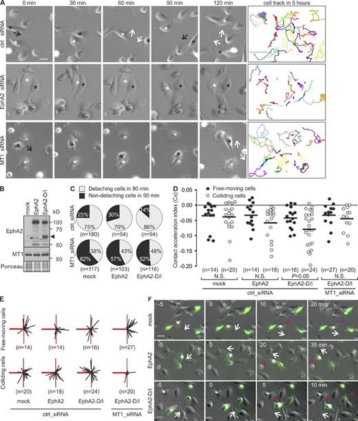 Figure 5. EphA2 processing by MT1-MMP enhances cell repulsion. (A) Representative time-lapse microscopy images of control, EphA2, or MT1-MMP knockdown MDA-MB-231 cells at the indicated time points. Black arrows indicate the moving direction of cells marked with black asterisks toward the cells marked with white or blue. White arrows indicate the moving direction of both cells after collision. Representative track plots are shown as colored lines (right; n = 25 cells, 5 h). See Videos 2–4. Bars: (time-lapse panels) 10 µm; (tracking panels) 300 µm. (B) Control, EphA2-expressing, and EphA2-D/I–expressing cells were subjected to immunoblotting as indicated (n = 3). Ponceau red staining served as a loading control. The arrowhead indicates ∼60-kD EphA2 fragments. (C) Control or MT1-MMP knockdown cells were followed by time-lapse microscopy for 12 h. The cells coexpressing GFP and EphA2 or EphA2-D/I were tracked. Pie charts show the percentages of non-detaching and detaching cells after collision (90 min). (D) Contact acceleration indices (Cx) of free-moving and colliding cells (see Fig. S2 C). P-values were determined with a Mann–Whitney U test; (E) Representation of velocity vectors of free-moving and colliding cells in compass plots. The heavy red line represents the scaled displacement of all cells before collision, and thin black lines show the scaled displacement of each cell after collision. The thin red line is a reference line that marks the angle of 90° relative to the displacement before contact (heavy red line). (F) Representative time-lapse microscopy images at the indicated time points. White arrows indicate the moving direction of cells marked with white asterisks, and red arrows indicate a newly formed leading edge. See Videos 5–7. Bar, 10 µm.
