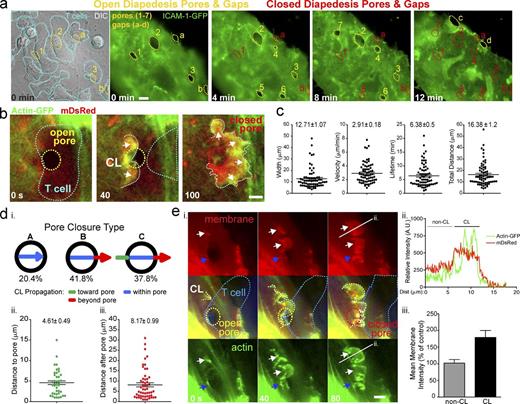 Figure 1. Transcellular endothelial micro-wounds are closed efficiently after diapedesis through bursts of lamellar activity. Live-cell imaging of lymphocyte diapedesis through MVECs. (a) DIC and fluorescence imaging of migrating T cells (cyan outlines) on an ICAM-1-GFP–expressing endothelial cell (green). Open diapedesis pores (1–3) and gaps (a and b) associated with T cells in the process of diapedesis are outlined in yellow. The subsequent time points show opening of additional pores (4–7) and gaps (c and d) formed by other T cells initiating diapedesis. The progressive closure of the pores and gaps after completion of each diapedesis event is denoted by a switch from yellow to red outlines. (b) Representative time series of a pore closure event in MVECs coexpressing actin-GFP and mDsRed. Yellow outline shows an open transcellular pore associated with a T cell (cyan outline) that has nearly completed diapedesis. A pore closing structure (CL; white arrows and dashed line) is evident as a burst of actin and membrane traveling across the pore to close it. See Video 1, Part I. (c) Analysis of width and dynamics of >68 individual pore closing structures. (d) Percentage of three classes (Fig. S1 a) of pore closing types (i) and quantitative analysis of CL travel distances (ii and iii). n > 100. (e) Doubling/Folding of membrane during pore closure. (i). Arrows indicate actin protrusions initiated at the edge of the pore (blue) and at distant sites (white). White line shows location of a fluorescence intensity line scan analysis (ii) with regions that are part of (CL) and outside of (non-CL) the closure structure indicated. (iii) Membrane fluorescence analysis in CL and non-CL structures. n = 15. Error bars represent SEM. See Video 1, Part II. Bars, 5 µm.