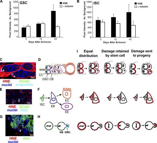 Figure 1. GSCs accumulate more HNE with age compared with ISCs, indicating separate modes of HNE distribution during mitosis. (A) GSCs accumulate HNE during aging (n = 10 for each time point). (B) Contrary to the GSC, HNE does not accumulate significantly with age in ISCs (n ≥ 10 for each time point). (C and D) Each germarium contains GSCs (arrowheads), which reside adjacent to cap cells (CC) and divide asymmetrically to give rise to CBs. An enlarged image of one of the germaria in C is shown in Fig. S1 I. (E and F) ISCs (arrowhead) self-renew and produce an EB, which can differentiate into an enterocyte (EC) or enteroendocrine cell (EE). (G and H) NBs (arrowhead) divide asymmetrically to self-renew and produce a GMC, which generally divides to give rise to neurons. (I) Potential types of DP (red) segregation are shown in the GSC (top), ISC (middle), and NB (bottom). The mean (±SEM) represents HNE (or alternative stain) pixel intensity subtracted by average background.