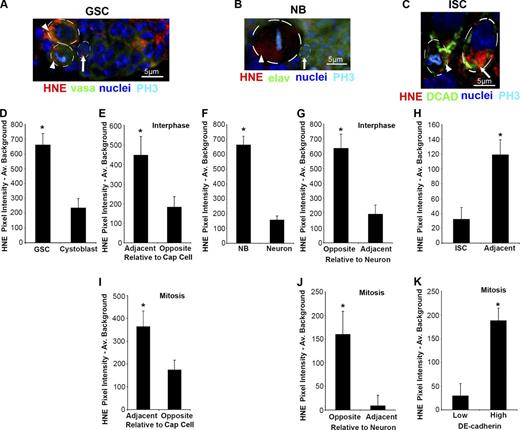 Figure 2. HNE is asymmetrically distributed in the GSC, NB, and ISC. (A) Example of a germarium containing GSCs (arrowheads) and adjacent CB (arrow). Individual color channels are shown for the same image in Fig. S2 A. (B) Example of a NB (arrowhead) with polarized HNE that contains greater HNE content than adjacent neurons (arrow). Individual color channels are shown for the same image in Fig. S2 B. (C) Example of an ISC (arrowhead) with an asymmetric distribution of HNE and adjacent differentiated cell (arrow). Individual color channels are shown for the same image in Fig. S2 C. (D) GSCs contain significantly more damage (HNE) than adjacent cells (CBs or cystocytes; n = 11), and during interphase HNE is localized to the site opposite of CB production (E; n = 11; 11/11 cells asymmetric). (F) Similar to the GSC, the NB contains more HNE than adjacent progeny (n = 16), and during interphase HNE is localized to the site opposite of new neurons (G; n = 10; 9/10 cells asymmetric). (H) In contrast, ISCs contain less damage than adjacent differentiated cells (n = 10). During mitosis, HNE asymmetry is maintained in the GSC (I; n = 8; 6/8 cells asymmetric) and NB (J; n = 12; 11/12 cells asymmetric). (K) ISCs also have polarized HNE during mitosis, when the cell is separated based on DCAD staining intensity (n = 10; 10/10 cells asymmetric). The mean (±SEM) represents HNE pixel intensity subtracted by average background. *, P < 0.05 by paired two-tailed t test.