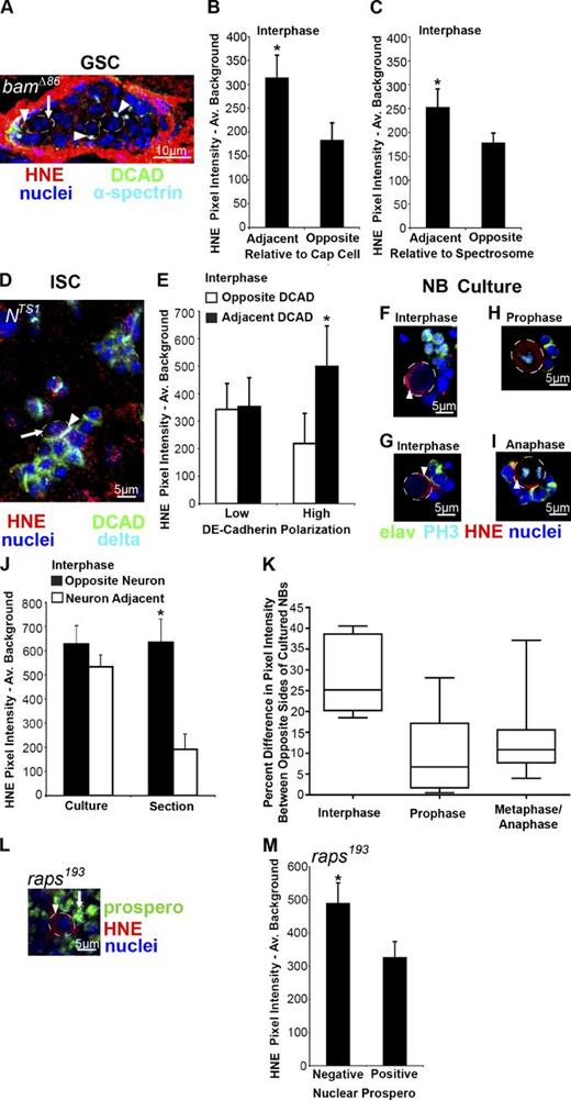 Figure 4. The niche is involved in HNE asymmetry. (A) Example of a bamΔ86/bamΔ86 germarium where GSC-like cells contain polarized HNE in both cells adjacent to the stem cell niche (leftmost arrowhead indicates region adjacent to cap cells and arrow indicates opposite region) and at least two cells removed from the niche (arrowheads). Individual color channels are shown for the same image in Fig. S3 A. (B) HNE remains localized to the anterior end of cells in interphase within the GSC niche in bamΔ86/bamΔ86 germariums (n = 12; 12/12 cells asymmetric). (C) Cells in bamΔ86/bamΔ86 germariums, which have intense HNE staining and are at least two cells away from the niche, also display polarized HNE during interphase that localizes to the spectrosome (n = 10; 6/10 cells asymmetric). (D) Examples of delta-positive clusters of ISC-like cells within a Nts1/Nts1 midgut. Arrowhead indicates region of intense DCAD staining that colocalizes with the most intense region of HNE staining compared with opposite side (arrow). Individual color channels are shown for the same image in Fig. S3 B. (E) Only cells within delta-positive Nts1/Nts1 cell clusters with a high level of DCAD polarization contain an asymmetric distribution of HNE during interphase (n = 9; 9/9 cells asymmetric). Cells with low (2× less) DCAD polarization do not have an asymmetric distribution of HNE during interphase (n = 7; 1/7 cells asymmetric). (F and G) Examples of cultured NBs (circled) in interphase; HNE does not consistently localize to the side of the cell opposite neurons. (J) Asymmetric HNE localization to the side of NBs opposite adjacent neurons is lost when the NB niche is disrupted during cell culture (n = 8; 1/8 cells asymmetric). (K) The polarization of HNE increases in mitotic cells with cell cycle progression (prophase example in H, n = 15; metaphase and anaphase example in I, n = 17; interphase, n = 8). (M) Symmetrically dividing NBs in raps193/raps193 mutants (L, arrowhead) identified as Prospero-negative cells contain greater HNE staining than adjacent cells (arrow) of a similar size during interphase (n = 9). The mean (±SEM) represents HNE pixel intensity subtracted by average background. *, P < 0.05 by paired two-tailed t test.