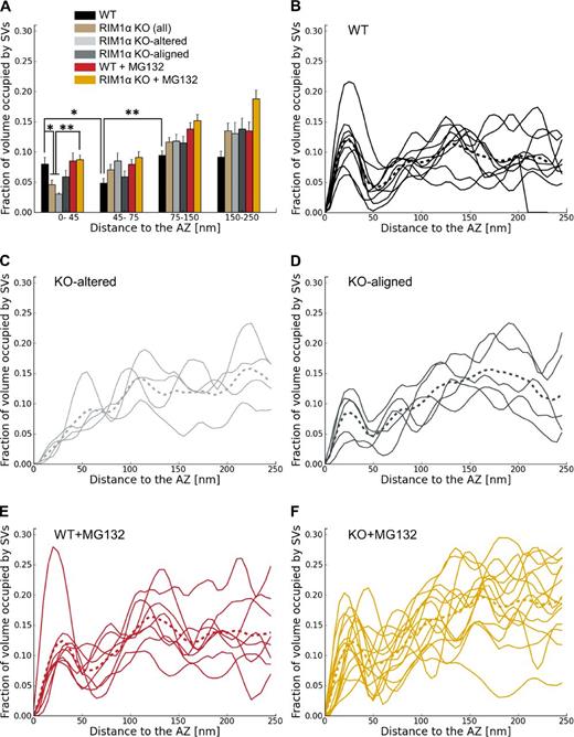Figure 2. Synaptic vesicle concentration. For vesicles within 250 nm from the AZ, shown as the fraction of cytoplasmic volume occupied by vesicles, according to their distance to the AZ. (A) Mean vesicle concentration versus distance to the AZ. Error bars show SEMs. Proximal vesicle concentration was significantly reduced in RIM1α KO. (B–F) Individual vesicle concentration profiles for all synapses in WT, KO-altered, KO-aligned, WT + MG132, and KO + MG132 categories, respectively. Thicker dotted profiles represent means. Confidence values: *, P < 0.05; **, P < 0.01. Whereas all WT synapses showed a characteristic profile, RIM1α KO synapses were classified in two subpopulations (KO altered and KO aligned) according to the existence of vesicle concentration maxima within the proximal zone. In contrast, most MG132-treated RIM1α KO synapses showed a concentration profile comparable to WT. The numbers of animals, synapses, and vesicles analyzed for each category are shown in Table S1. SV, synaptic vesicle.