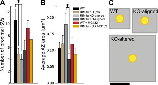 Figure 3. AZ organization. (A) Number of proximal synaptic vesicles (SV; within 45 nm from the AZ) per synapse, which was significantly reduced in RIM1α KO synapses. (B) Average AZ area. A and B show mean values and SEMs (error bars). Confidence value: *, P < 0.05. The numbers of animals, synapses, and vesicles analyzed for each category are shown in Table S1. (C) Quantitative representation of AZ area (gray) per proximal vesicle (yellow), calculated as the total AZ area (B) divided by the number of proximal vesicles (A). Bar, 100 nm.
